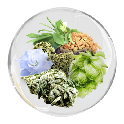Varied biomass inside a floating bubble